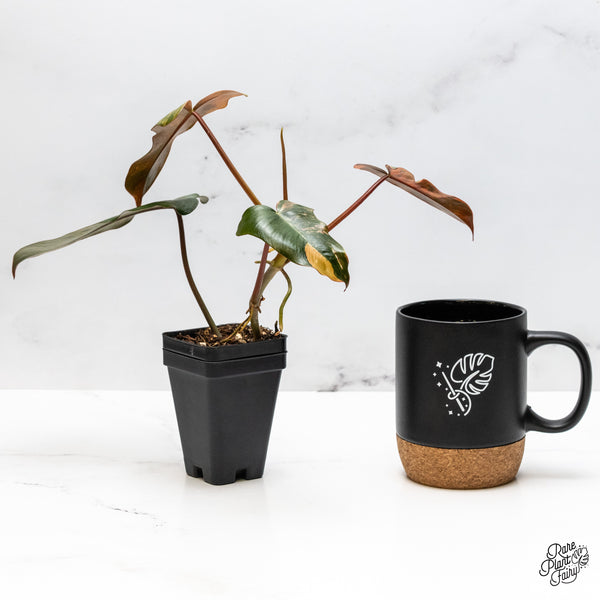 Philodendron 'Brown Beauty' ('Black Billietiae' x 'Florida Beauty') (wk49-H)