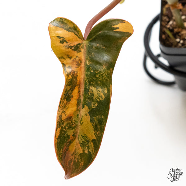 Philodendron 'Brown Beauty' ('Black Billietiae' x 'Florida Beauty') (wk49-H)