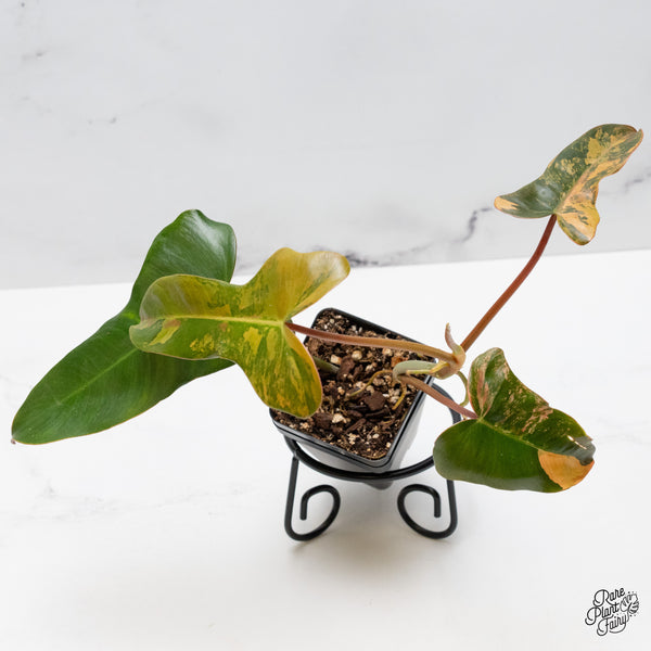 Philodendron 'Brown Beauty' ('Black Billietiae' x 'Florida Beauty') (wk49-H)