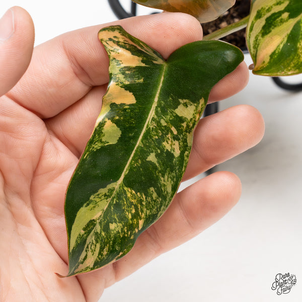 Philodendron 'Brown Beauty' ('Black Billietiae' x 'Florida Beauty') (wk51-M)