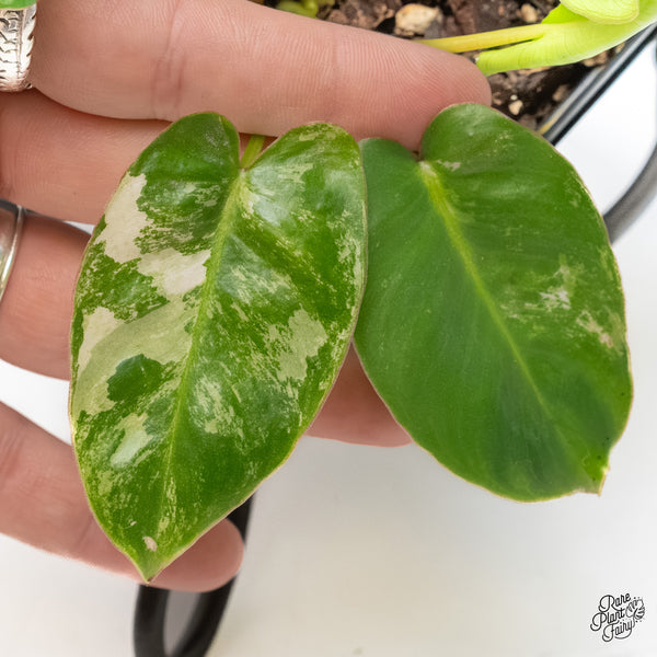Philodendron 'Burle Marx Snow’ (wk6-F)