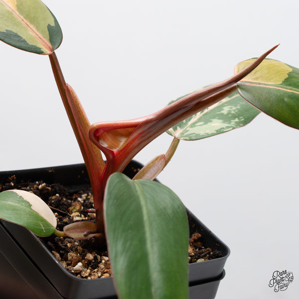 Philodendron 'Dark Lord' Variegated (wk45-R)