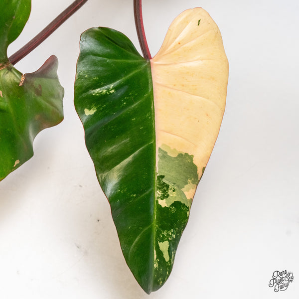 Philodendron 'Dark Lord' Variegated (wk49-UO)
