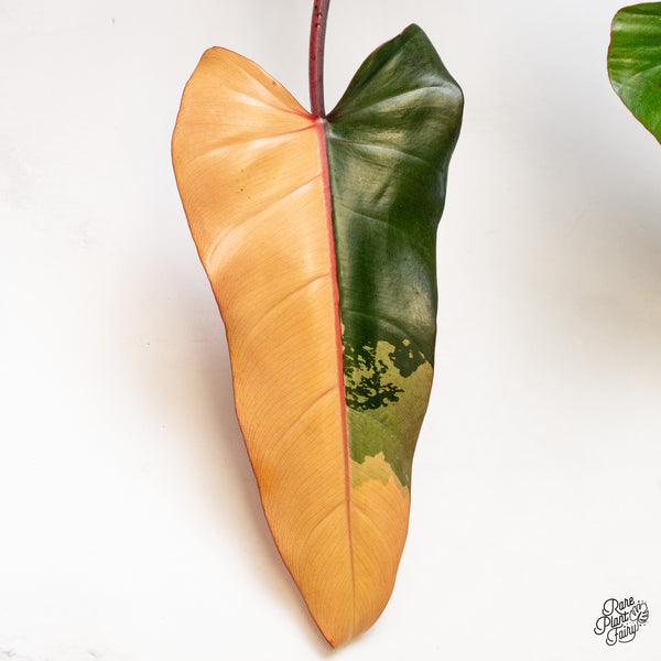 Philodendron 'Dark Lord' Variegated (wk49-UO)