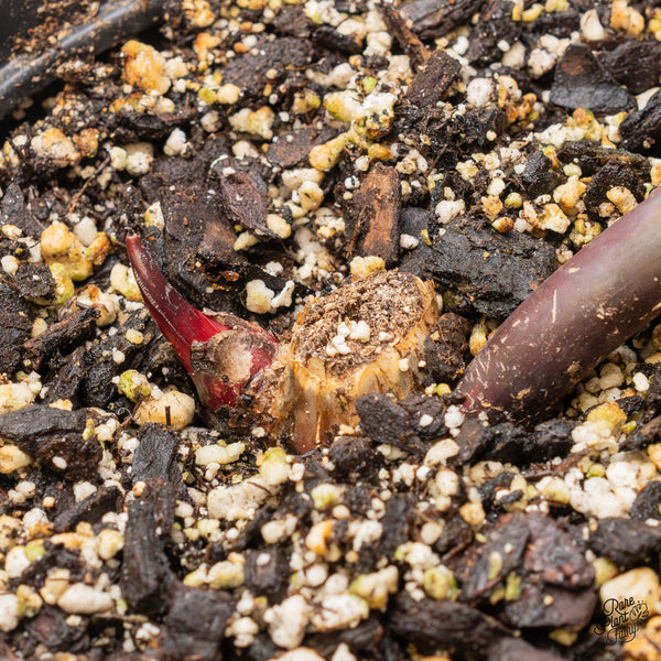 Philodendron 'Dark Lord' Variegated - Rooted Cutting (wk51-UQ)
