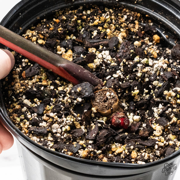 Philodendron 'Dark Lord' Variegated - Rooted Cutting (wk51-UQ)