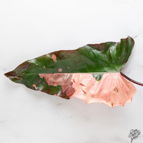 Philodendron 'Dark Lord' Variegated - Rooted Cutting (wk51-UQ)