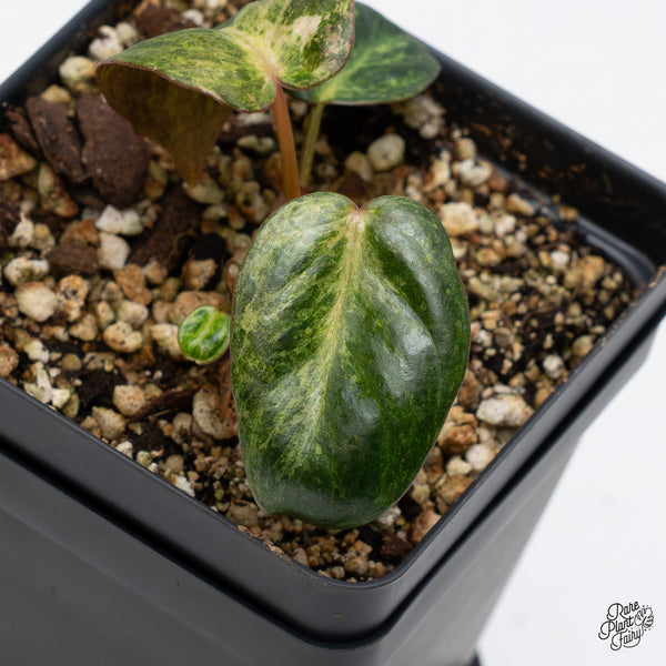 Philodendron 'El Choco Red' x 'Billietiae' Variegated (wk45-AB)