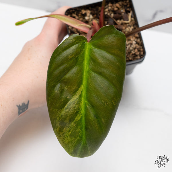 Philodendron 'El Choco Red' x 'Billietiae' Variegated (wk49-D)