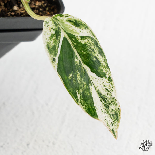 Philodendron 'Emerald Ice' (wk47-J)