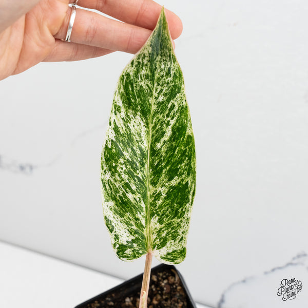 Philodendron 'Emerald Ice' (wk52-J)