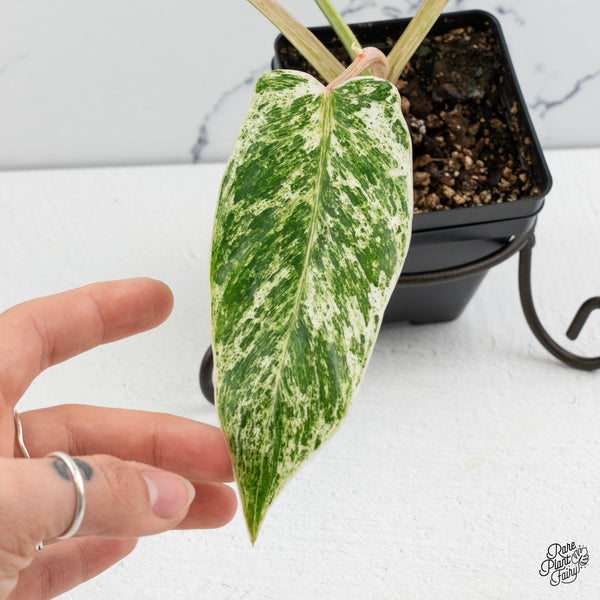 Philodendron 'Emerald Ice' (wk52-J)