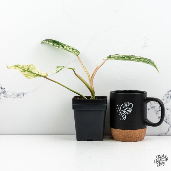 Philodendron 'Emerald Ice' (wk52-J)