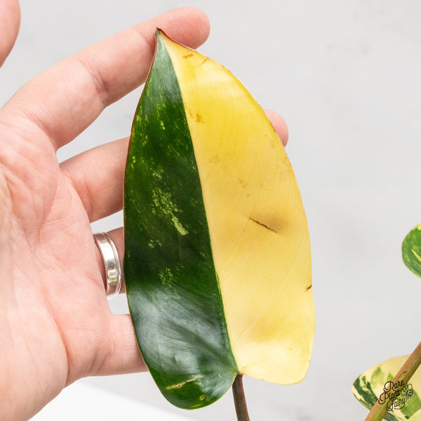 Philodendron 'Emerald Queen' Variegated (wk45-I)