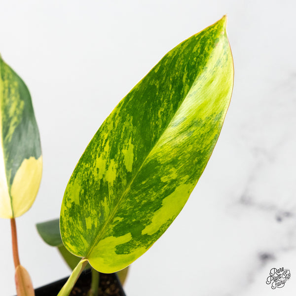 Philodendron 'Emerald Queen' Variegated (wk49-J)
