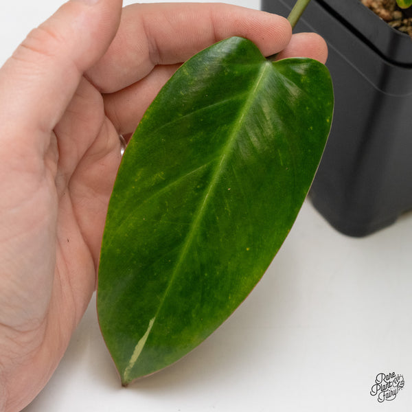 Philodendron 'Emerald Queen' Variegated (wk48-I)