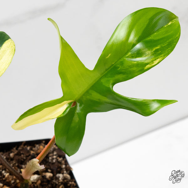 Philodendron 'Florida Beauty' Albo Variegated (wk5-Q)