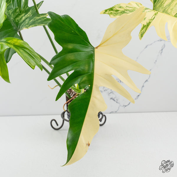 Philodendron 'Florida Beauty x Mayoi' Variegated (wk50-O)