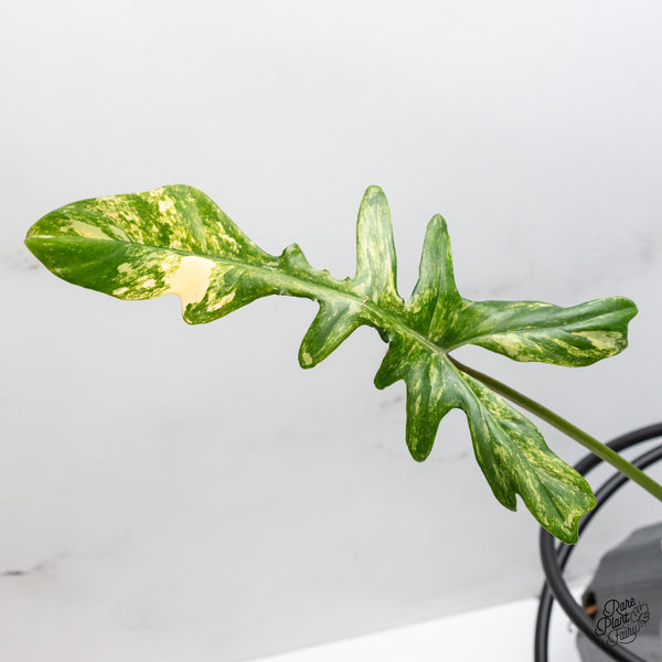 Philodendron 'Florida Beauty x Mayoi' Variegated (wk51-I)