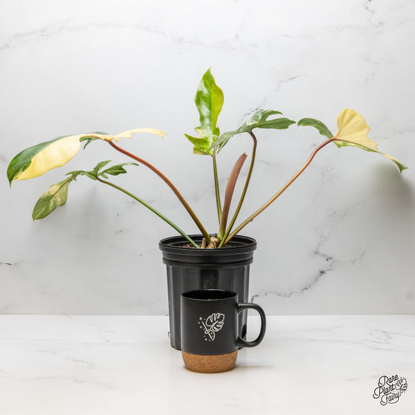 Philodendron 'Florida Beauty x Mayoi' Variegated (wk51-I)