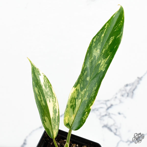 Philodendron 'Florida Beauty' x 'Tortum' Variegated (wk48-D)