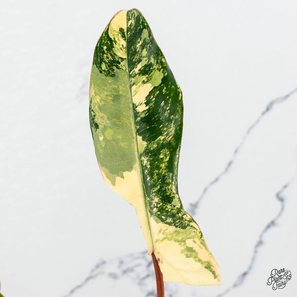 Philodendron 'Florida Beauty' x 'Billietiae' (aka. 'Jennifer') (wk46-J)