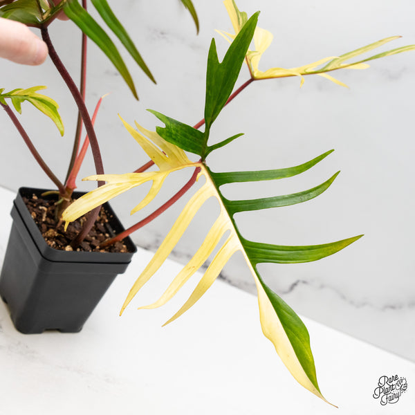 Philodendron 'Florida Beauty x Polypodioides' Variegated (wk42-UJ)