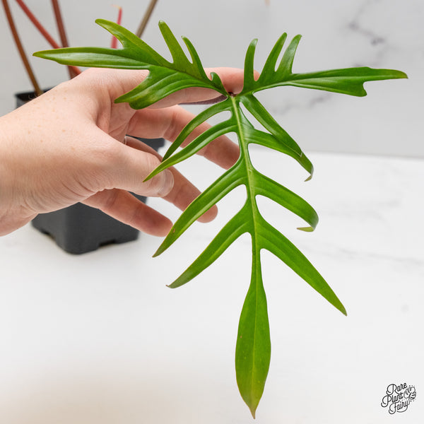 Philodendron 'Florida Beauty x Polypodioides' Variegated (wk42-UJ)