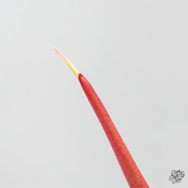 Philodendron 'Florida Beauty x Polypodioides' Variegated (wk42-UJ)