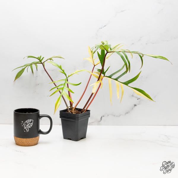 Philodendron 'Florida Beauty x Polypodioides' Variegated (wk42-UJ)