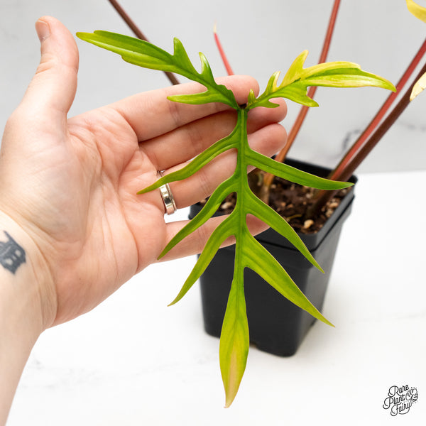 Philodendron 'Florida Beauty x Polypodioides' Variegated (wk42-UJ)