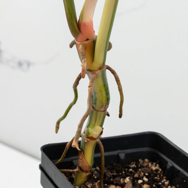 Philodendron 'Golden Dragon' Variegated (wk35-I)