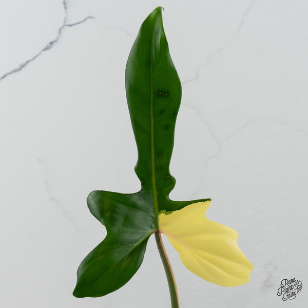 Philodendron 'Golden Dragon' Variegated (wk35-I)