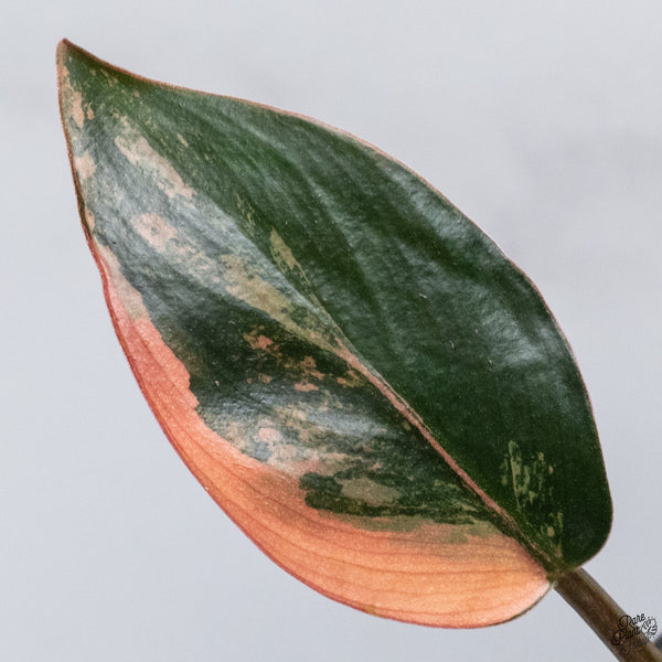 Philodendron 'Imperial Red' variegated (wk32-AB)