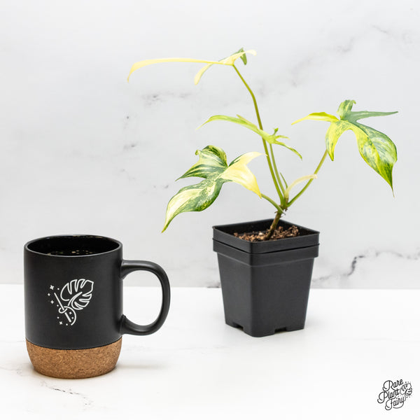 Philodendron quercifolium 'Glad Hands' Variegated (wk51-C)