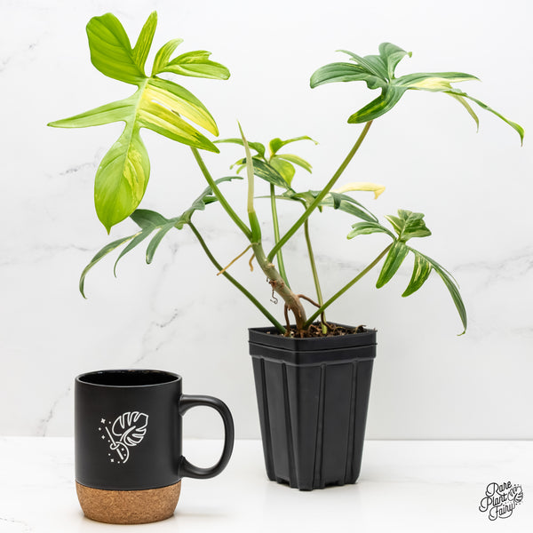 Philodendron 'Pedatum' Variegated (wk5-D)