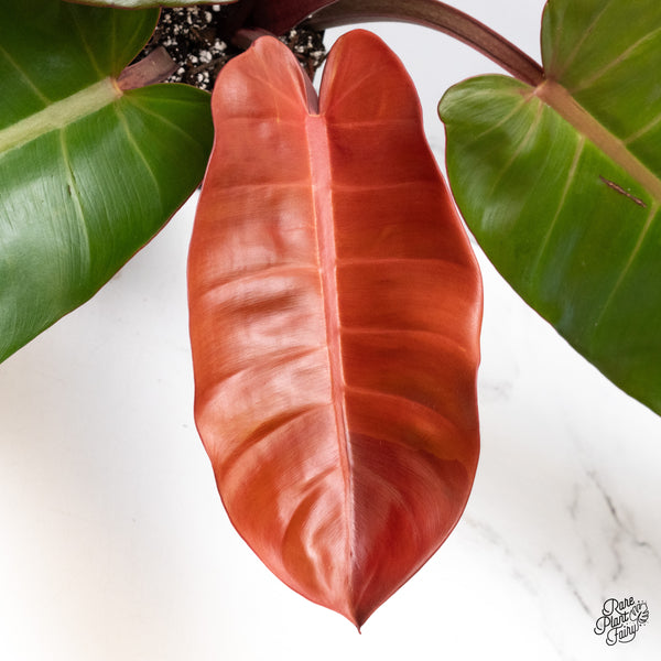 Philodendron 'Prince of Orange' variegated (wk51-UT)