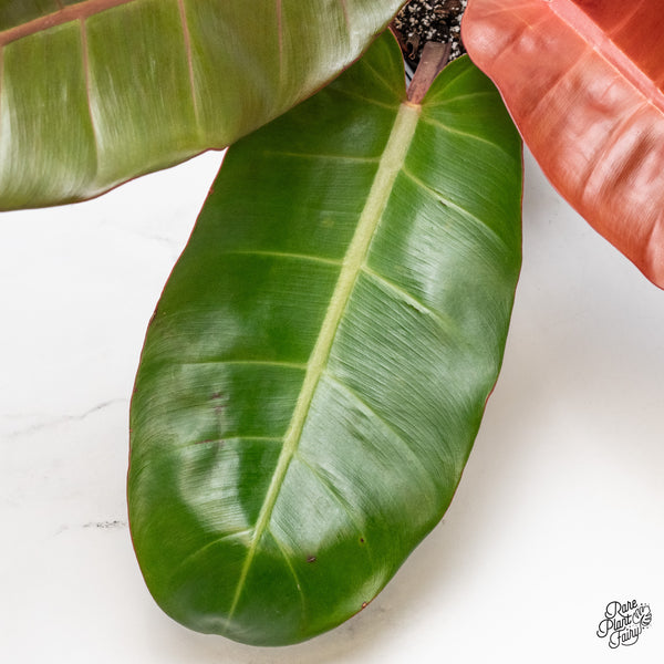 Philodendron 'Prince of Orange' variegated (wk51-UT)