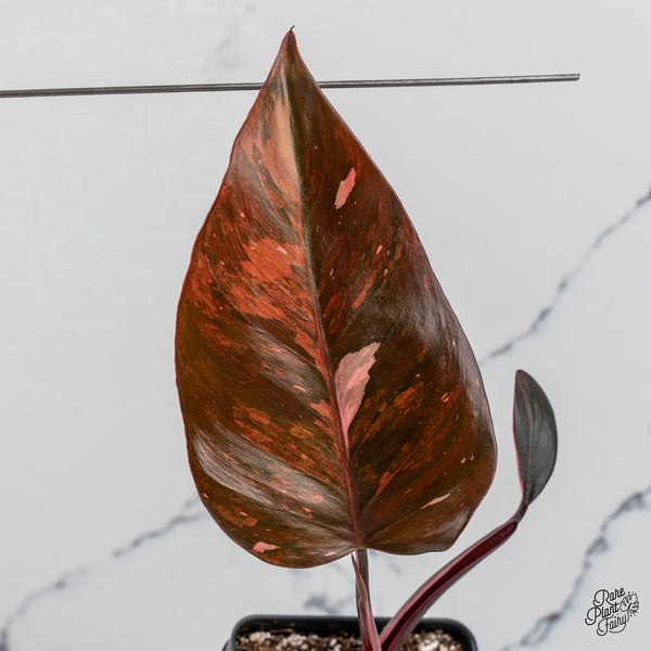 Philodendron 'Princess of Fire' (wk47-G)