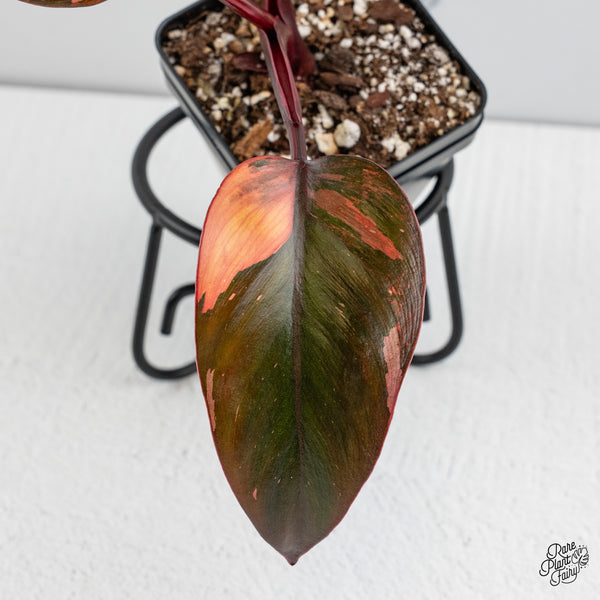 Philodendron 'Princess of Fire' (wk47-G)