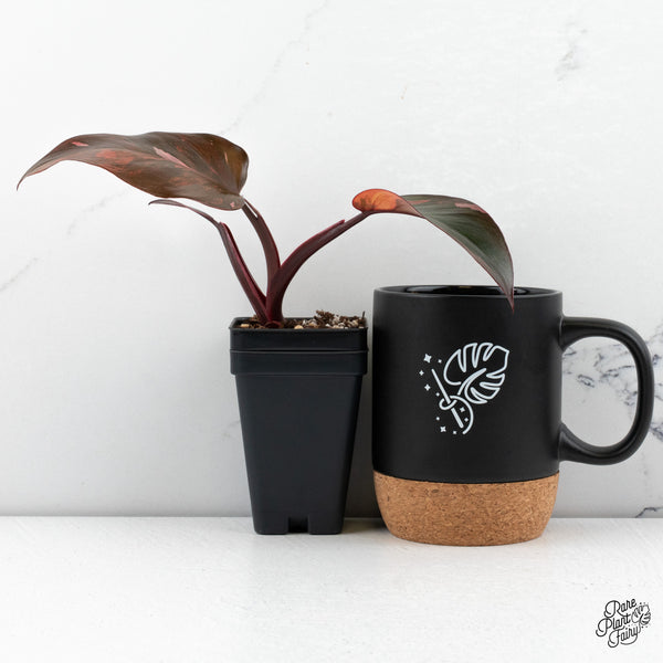 Philodendron 'Princess of Fire' (wk47-G)