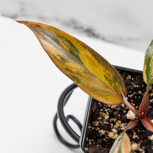 Philodendron 'Princess of Fire' (wk48-L)