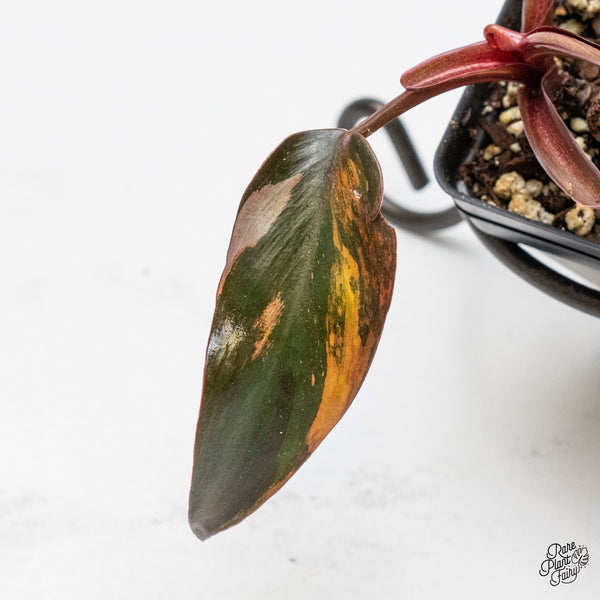 Philodendron 'Princess of Fire' (wk49-L)
