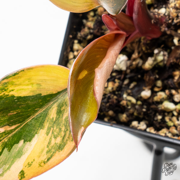 Philodendron 'Princess of Fire' (wk50-D)