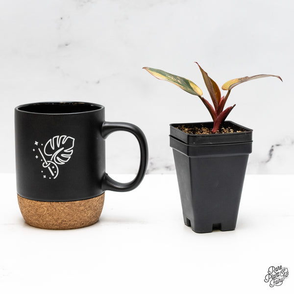 Philodendron 'Princess of Fire' (wk50-D)