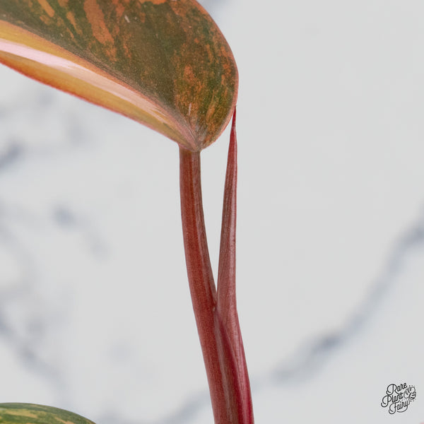 Philodendron 'Princess of Fire' (wk52-A)