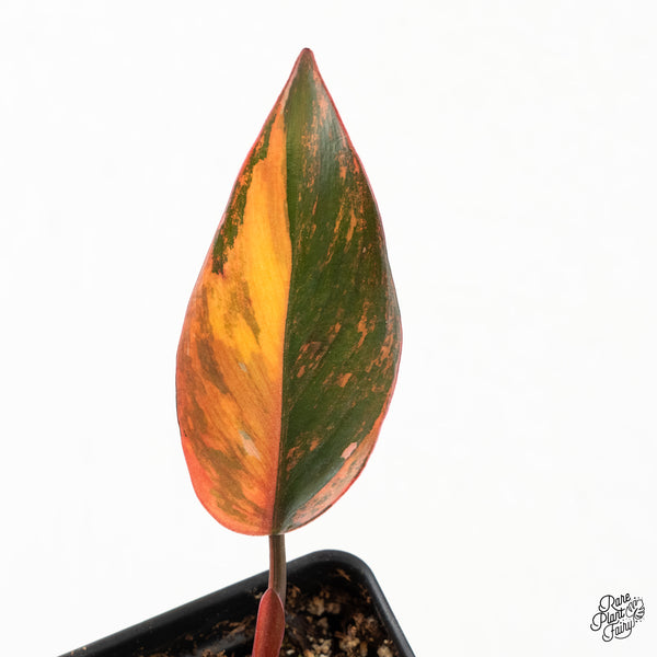 Philodendron 'Princess of Fire' (w6-B)