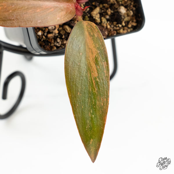 Philodendron 'Princess of Fire' (w6-C)