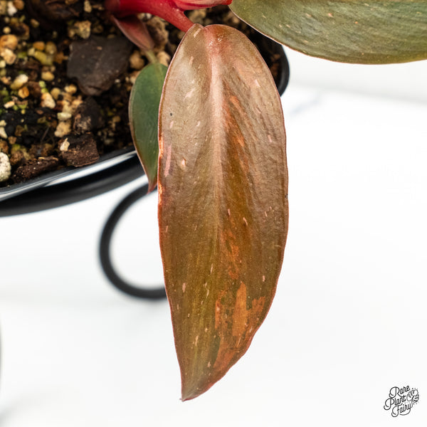 Philodendron 'Princess of Fire' (w6-C)