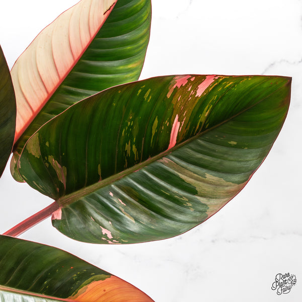 Philodendron 'Red Congo' Variegated (wk45-L) *XL*